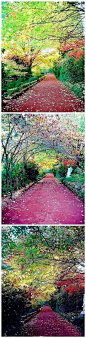 『Forest Glade』澳洲最大的私人花园之一，有14英亩的面积，华丽的如油画一般。