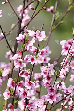 樱桃的花