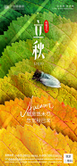 立秋节气海报