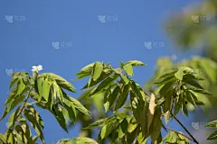 樱桃,白色,西印度群岛,自然,水平画幅,水果,无人,维生素,熟的,泰国