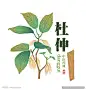 手绘杜仲-花瓣网