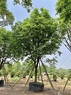 噜啦啦啦~~~采集到植物单体素材