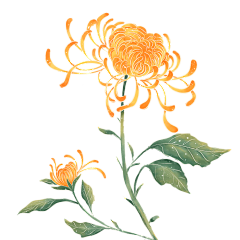 OOFFFF0815采集到重阳节