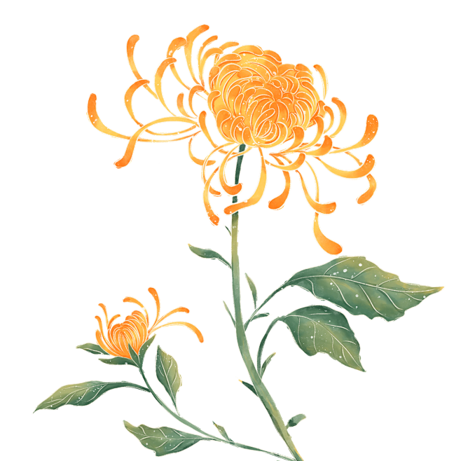 菊花
