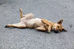 点击来源直接获取大图文件 |有趣的狗