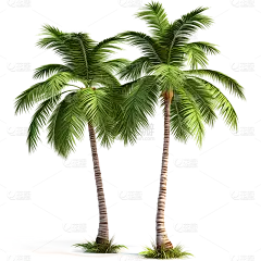 植物通用实景椰子树元素素材