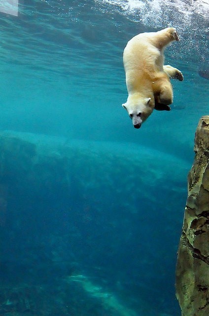 北极熊，是冰面和水下滴游泳高手！



...
