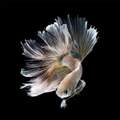 【还记得 iPhone 6s 震撼的内置壁纸么？】iPhone 6s 发布会宣传视频中，一组泰国斗鱼的动态壁纸吸引了人们的眼球，展示出 iPhone 出色的视觉体验，作者 Visarute Angkatavanich 也逐渐的走入了人们的视线。PS：图5简直萌翻了
