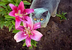 点击来源直接获取大图文件 |Gray cat in the lily flower garden.
The Scottish cat breed loves to walk and eat fresh pink large flowers.