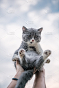 怀里抱着一只灰色的小猫