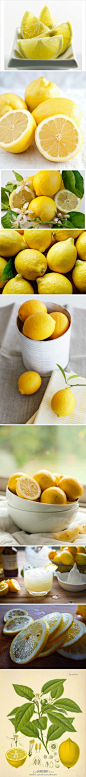 #植物色谱# lemon 柠檬黄