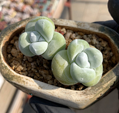 腊月里的小火炉采集到多肉植物