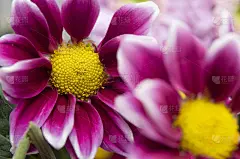 紫色菊花花束特写