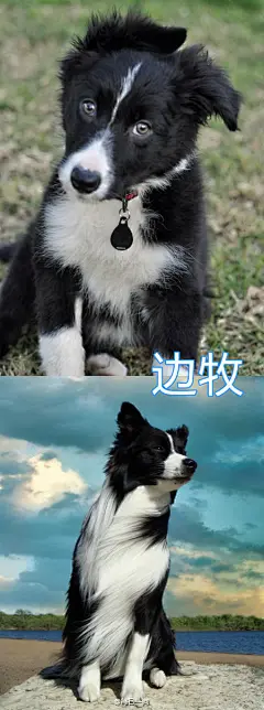 很多狗狗三四个月龄之后会进入丑到变形的阶段，可能出现体型不协调，嘴巴变尖，变成猴子脸，毛质变得糟糕等情况，俗称的尴尬期，度过这段最丑的时期就会慢慢蜕变成漂亮的大狗了！不过也有一些汪，即使过了尴尬期外表变漂亮了，仍控制不住体内的逗比属性，终成一代表情包大师！