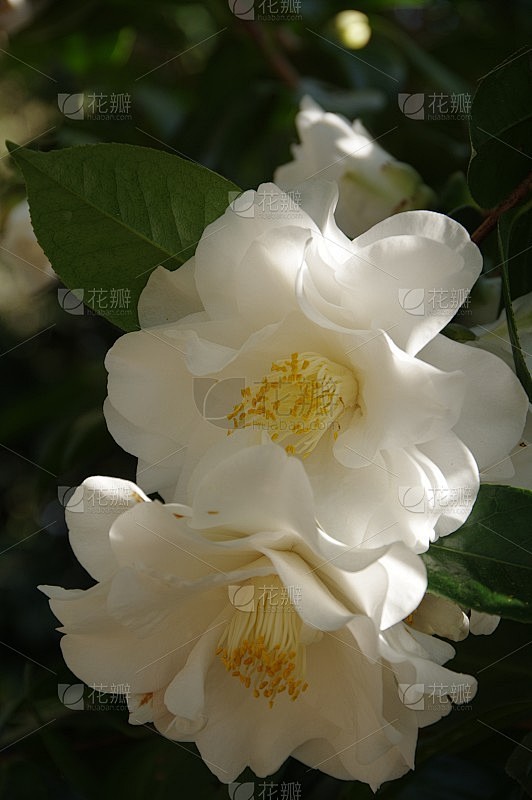 茶花“萨瑟兰公爵夫人”