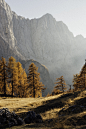 Free Autumn Landscape with Golden Trees at Julian Alps, Slovenia, Europe Stock Photo