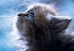 猫咪壁纸高清全屏电脑 的图像结果