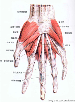 牛奶-泡面采集到人体肌肉骨骼