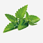 矢量绿色树叶_新图网ixintu.com
