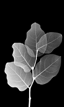 动态手机壁纸_百度图片搜索