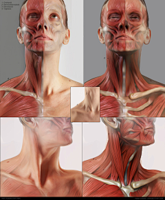 原画梦采集到人体解剖
