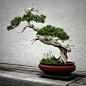 bonsai trees | ... which houses a large collection of bonsai trees. View it full size