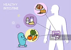 消化系统，乳酸菌，性格，健康生活，营养图片素材