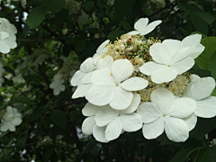 須采集到（手绘）花果树木素材