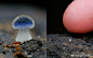 近蓝盖小菇，“宝宝时期”是蓝色的，会逐渐变成淡蓝色或者白色，好可爱迷你的小蘑菇～ ​​​