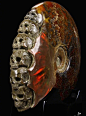 由菊石化石雕刻成的骷髅头骨工艺品（skullis.com） ​​​​