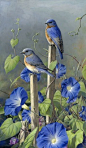 Morning Glorys n Bluebirds