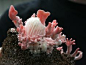 translucentsporeprint: “ mushroomsandmosses: “ Pink oyster mushrooms (by Librarianguish) ” Omg pink. ”
