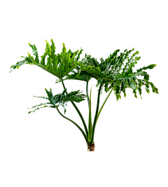 夜摩采集到植物