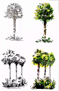 【干货分享】-植物效果图画法 : 植物的效果图画法 一般树的生长是由下向上伸展，树木没有固定的形状，但是有种类区别。不同种类的树木有不同的特征，表现时一定要抓住其主要特征。 自然界中的植物形状是非常复杂的，我们在画的时侯不可能完全写实…