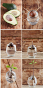 GROW AN AVOCADO TREE FROM SCRATCH