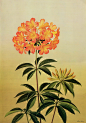 #插画#  #治愈系#
Antique Botanical Prints.Paul Jones.