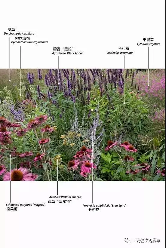 花境配置植物解析https://mp.weixin.qq.com/s/nBqdw4gPojc6dSDyWfV_-w-花瓣网