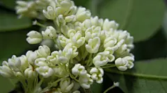 八月桂花香桌面壁纸桌面壁纸1