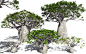 3D baobab (Adansonia digitata), Frédéric Bec : PlantFactory engine for 3D african baobab (Adansonia digitata) model generation.

Play with Maturity, Health and other parameters to generate easily every shape of royal poinciana, still or animated. Then exp