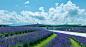 The Hill of the Buddha: Gorgeous Temple by Tadao Ando : Japanese architect Tadao Ando designed a stunning temple in Sapporo, featuring a massive stone statue of buddha within a hill beautifully covered in lavender plants.

“The top of the statue
