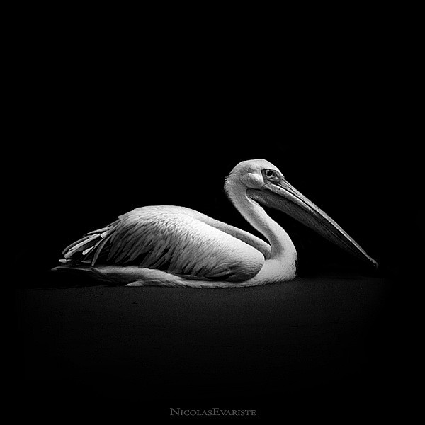 Nicolas Everiste – D...