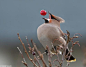 Bird Model XXXVII.
{cedar waxwing}