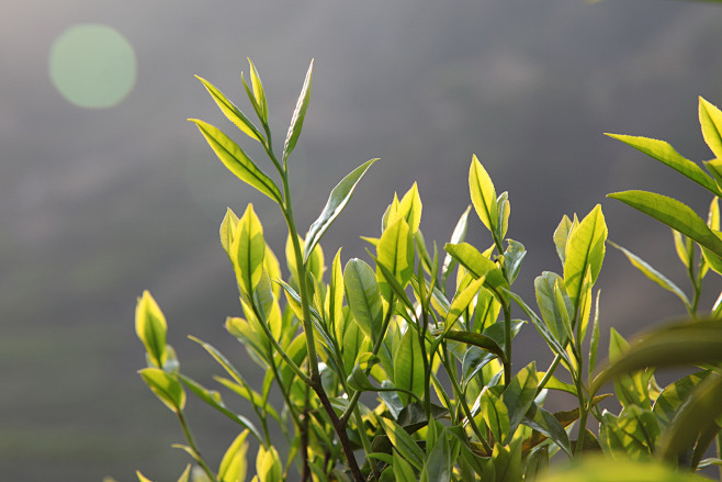 茶  茶叶  茶水  茶杯  泡茶  普...