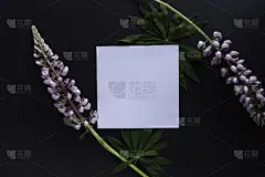 艺术家,边框,水平画幅,羽扇豆,俄罗斯,模板,明信片,植物,速写本,书桌