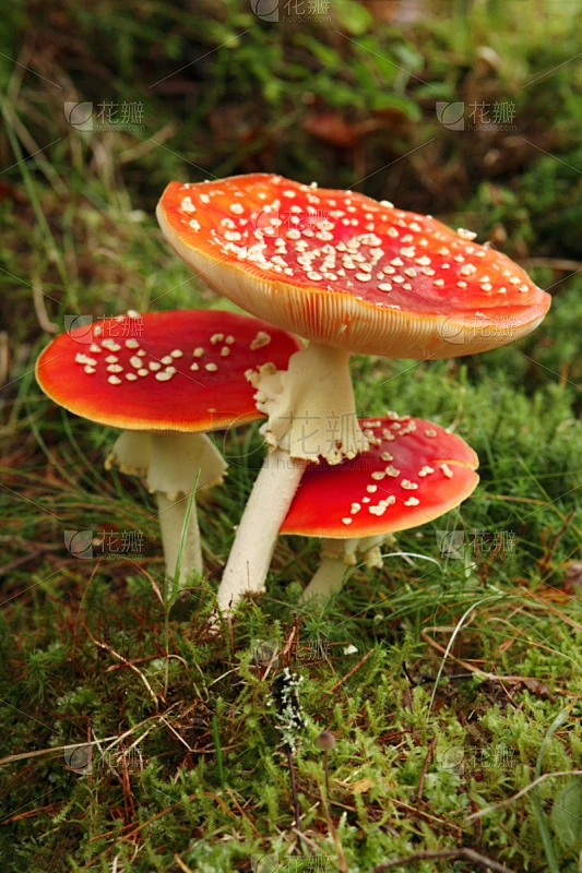 毒蝇菇,三只动物,伞形毒菌,鹅膏菌,自然,垂直画幅,无人,有毒生物体,苔藓,蘑菇素材-花瓣网