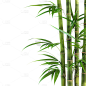植物通用实景竹子元素素材