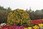 看菊花展第一个亮点是由各省市和北京的各区准备的各种各样美丽的园艺造型，既漂亮又有...