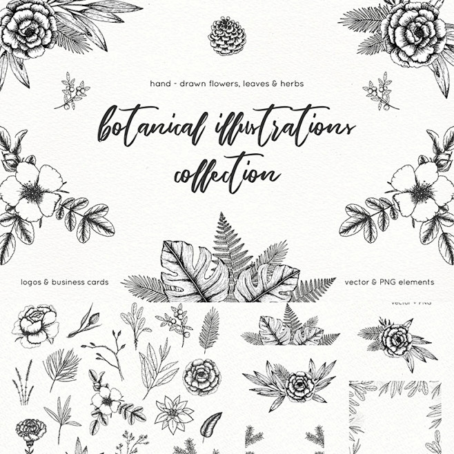 植物花卉黑白线稿装饰边框素描简笔画AI矢...