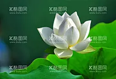 荷花高清壁纸 莲花壁纸 护眼  - 源文件下载【酷图网】荷花高清壁纸,莲花壁纸,荷花电脑桌面,莲花屏保壁纸,荷花高清屏保,手机锁屏壁纸,护眼壁纸高清