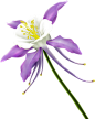 Flora ClipArt 330